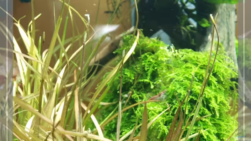 Blyxa wird zunehmend rotbraun unter vollem Licht von Pseudomugil (10)