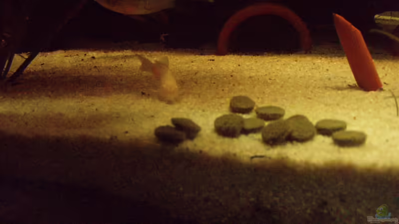 Boah - Alles für mich ??? von welspapa (24)