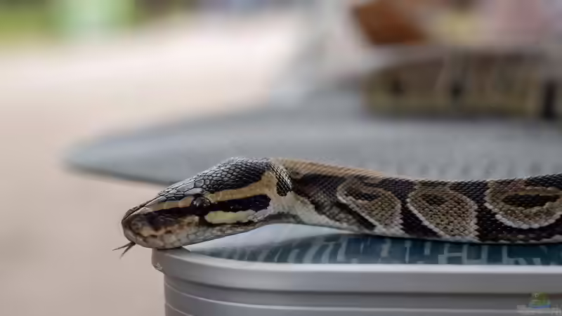 Boas: Die Würgeschlangen im Terrarium
