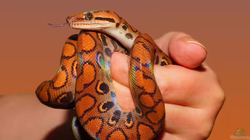 Boas: Die Würgeschlangen im Terrarium