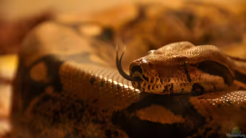Boas: Die Würgeschlangen im Terrarium