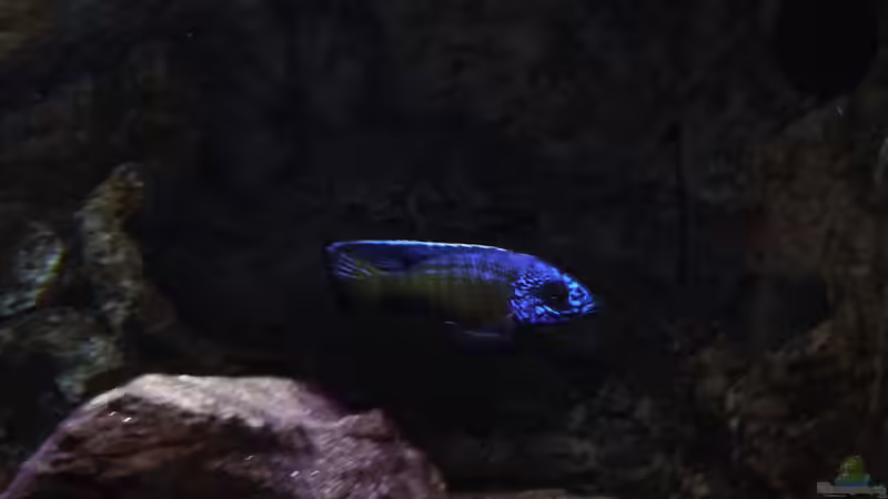 Bock 13.02.2014 von DER YBBSTALER (65)