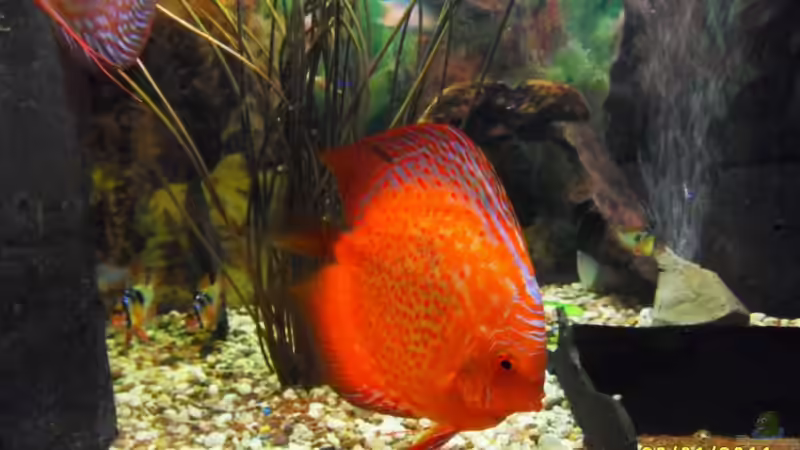 Bock 2 von Ulrich Sauerhering (84)