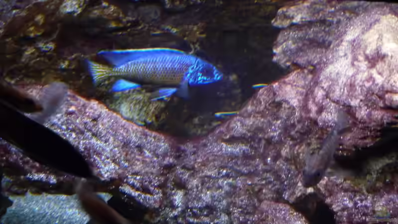 Bock 23.02.2014 von DER YBBSTALER (72)