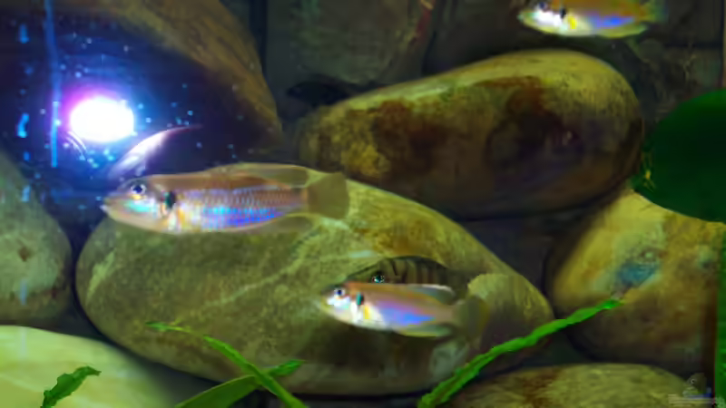 Bock Lamprologus Ocellatus Gold mit seinen Mädels von Ollinger (9)