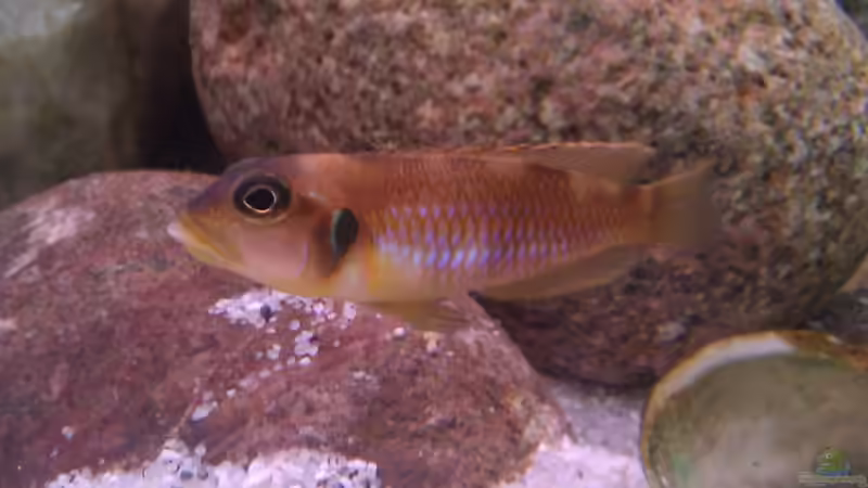 Bock Lamprologus Ocellatus Gold von Ollinger (5)