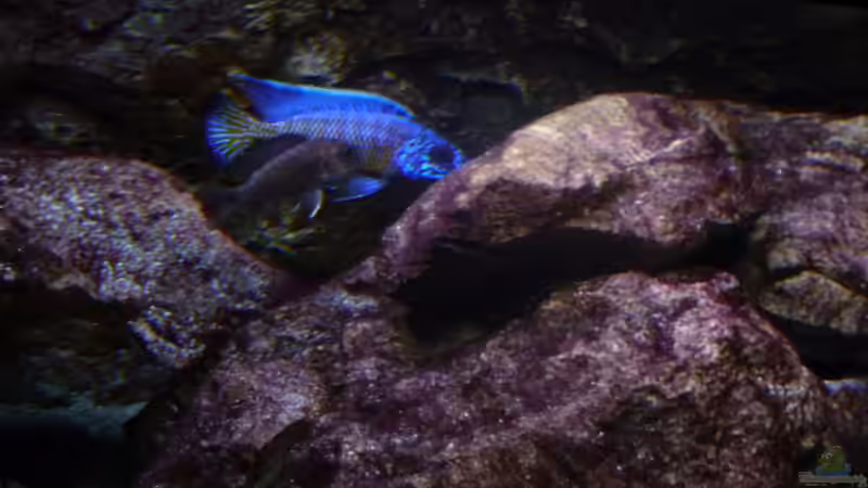 Bock mit Mädel 23.02.2014 von DER YBBSTALER (73)