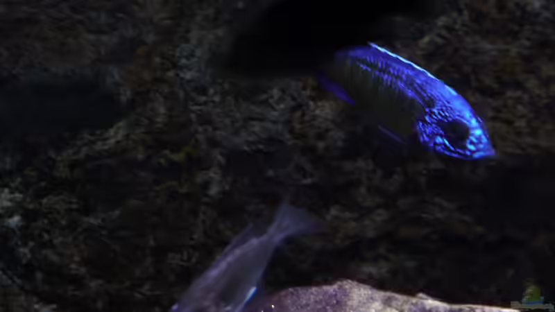 Bock mit Weibchen 13.02.2014 von DER YBBSTALER (63)