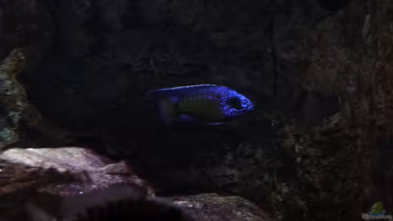 Bock mit Weibchen 13.02.2014 von DER YBBSTALER (64)