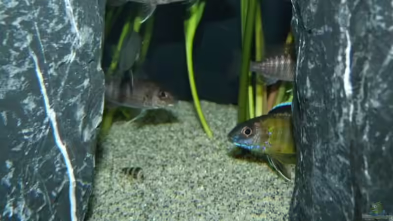 Bock mit Weibern? von Carsten Peters (7)