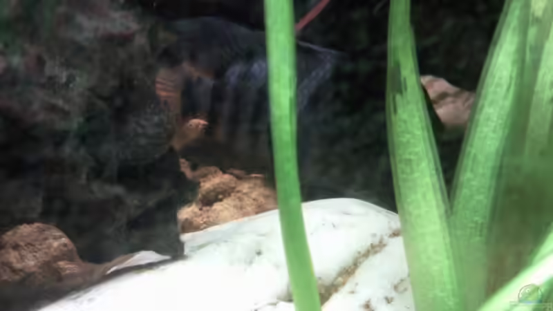 Bock spielt gerne Verstecken von mikael38 (38)