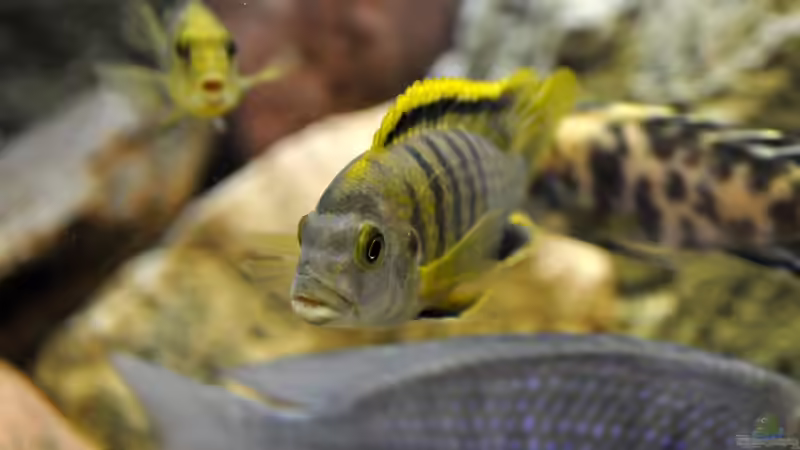 Bock von der Pseudotropheus gruppe, die ich  leider nicht kenne von Vladi (41)