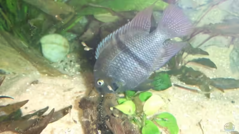 Bock von Melanie Burkhard (12)