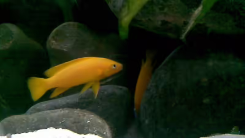 Bock von Michael Geigel (26)