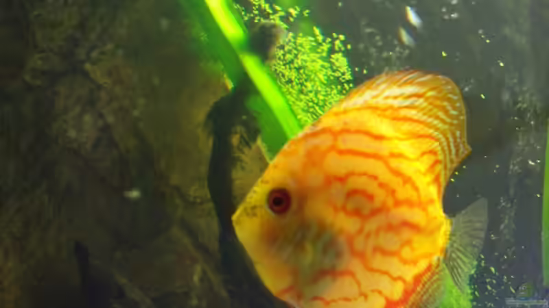 Bock von PH Neutral (31)