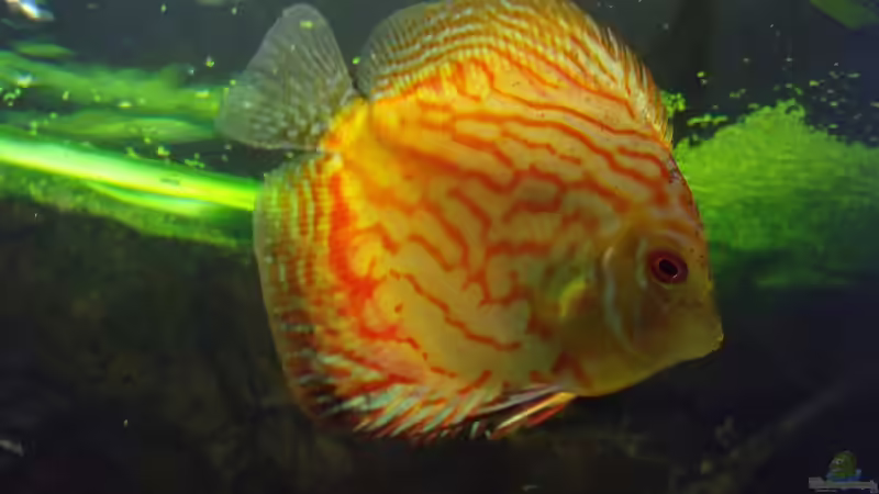 Bock von PH Neutral (32)