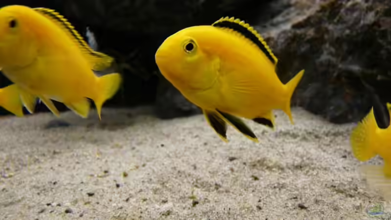 Bock von Zigermandli (27)