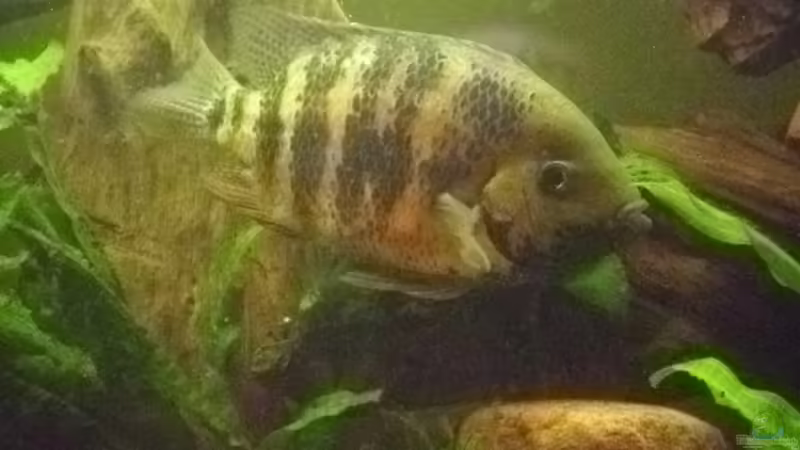 bocourti von exhhtom64 (9)