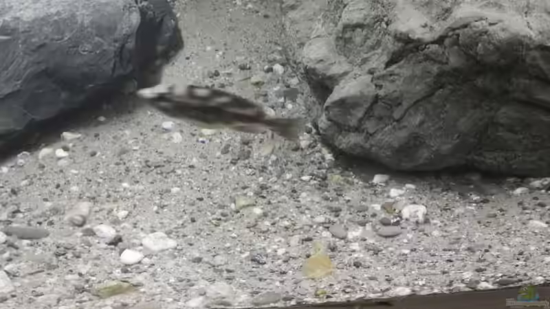 Boden Kies 0/32 von RalfB (19)