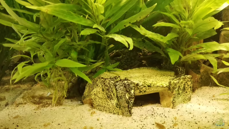 Boden von Chinese Inai (6)