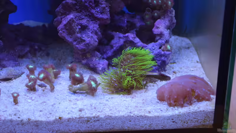 Bodenbesatz von Junglist (20)