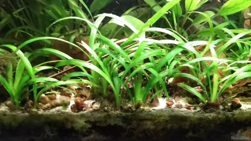 Bodendecker... und Boden-abchecker???? von SaMü (17)