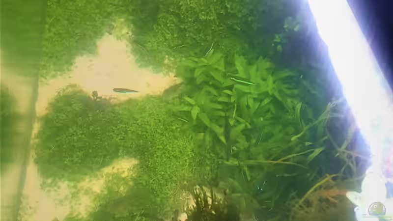 Bodendecker; Micranthemum ´Monte Carlo 3´, rechts mittig Staurogyne repens  von piet (13)