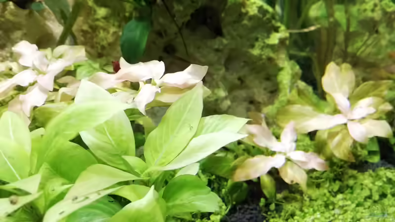 Bodendecker  ´Monte Carlo´ von Sarah_Schneider (18)