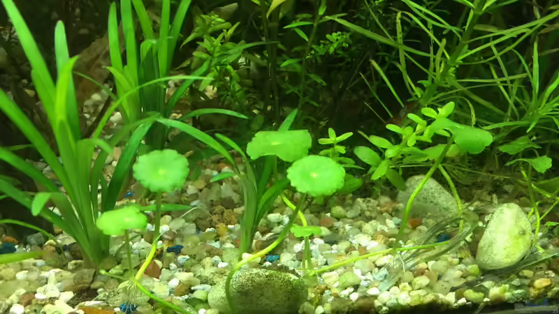 Bodendecker  von Christian Bernreiter (17)