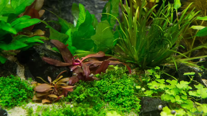 Bodendecker 22.07.15 von Betta Chris (78)