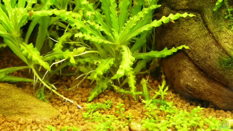 Bodendecker im Vordergrund von A. G. (13)