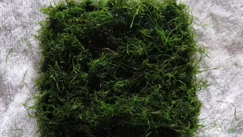 Bodendecker NACHHER von gestresster (Sven) (7)