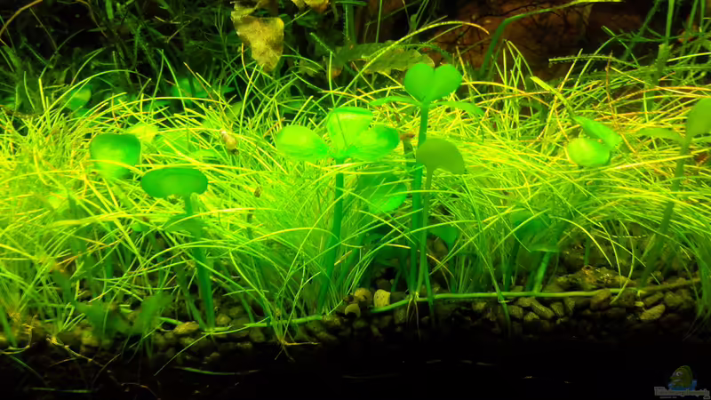 Bodendecker von Scaper (6)