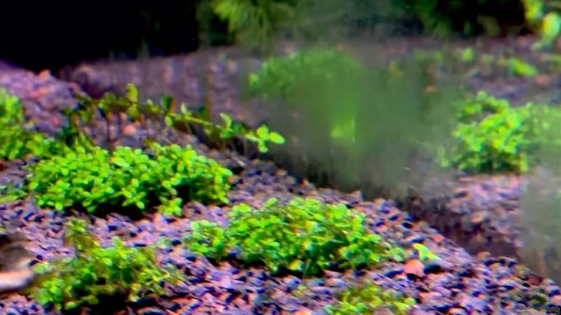 Bodendecker von Tim1979 (20)