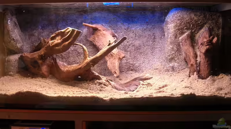 Bodenfluter, Wurzeln und Kies sind im Becken von Matoba (15)