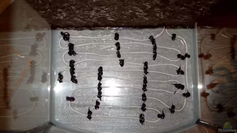 Bodenfluter mit Silikon angeheftet von Jerome Homann (3) (12)