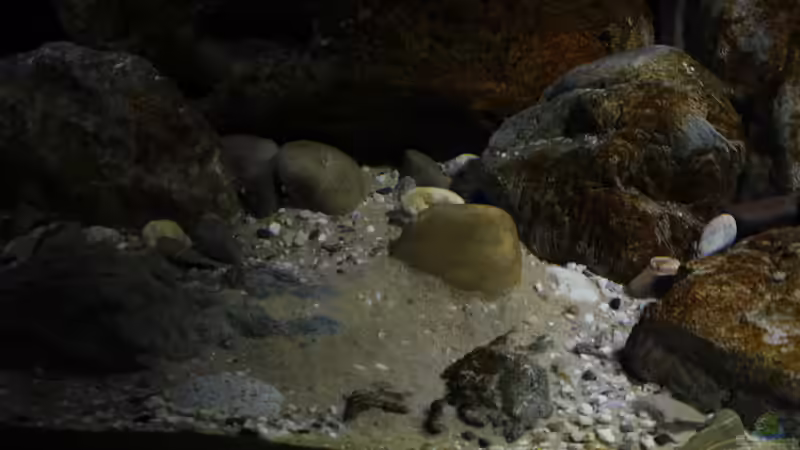 Bodengrund - bearbeitet vom taeniolatus von StevenS (8)