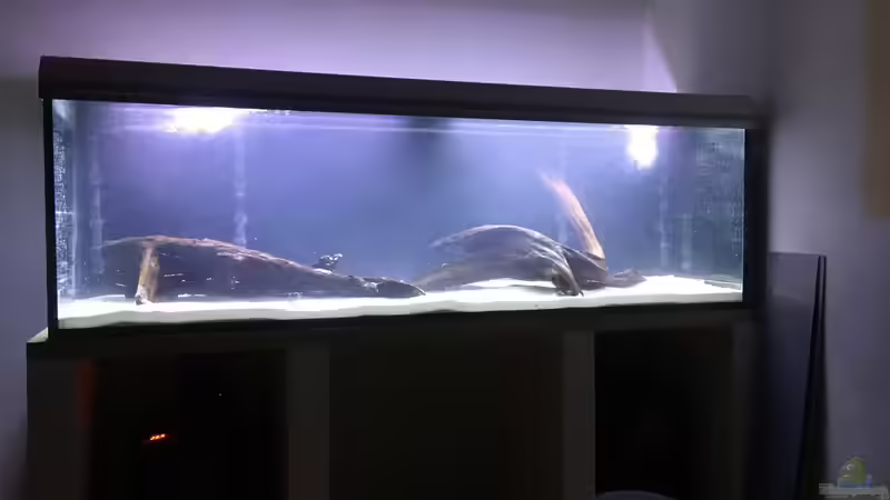 Bodengrund + Wurzeln + Erstbefüllung von GG (5)