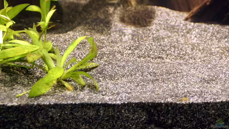 Bodengrund: ca. 5 Teile Flusssand (Körnung 0,2-0,8mm) + c. 3 Teile JBL Sansibar von Andreas Brandt (4)