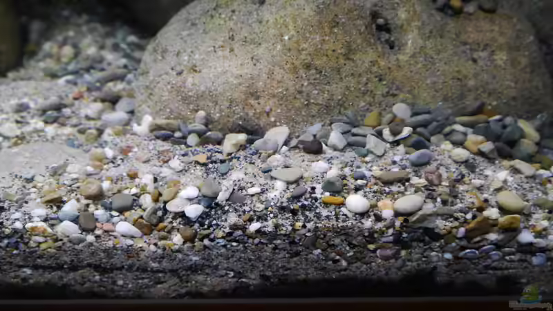 Bodengrund aus Flusssand, Sansibar black, Flusskieseln und kleinen Muscheln bzw. von Jan Steger (11)