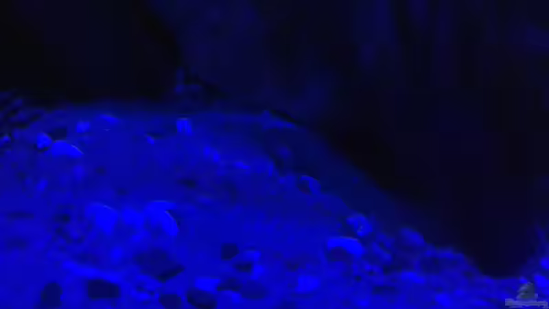 Bodengrund bei Mondlicht von Lippi (10)