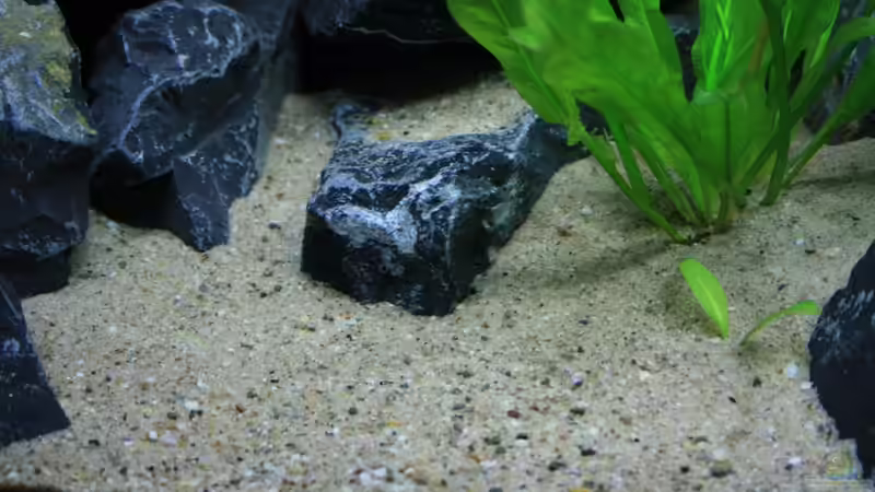 Bodengrund feiner Mauersand von JörgsMalawis (33)