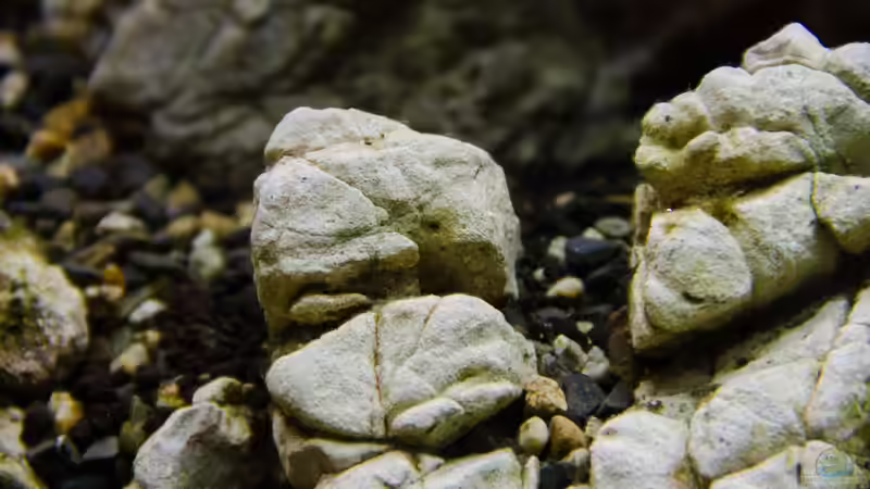 Bodengrund Kombination Leopardengestein - 02.11.2013 von Koelle-Zoo (16)