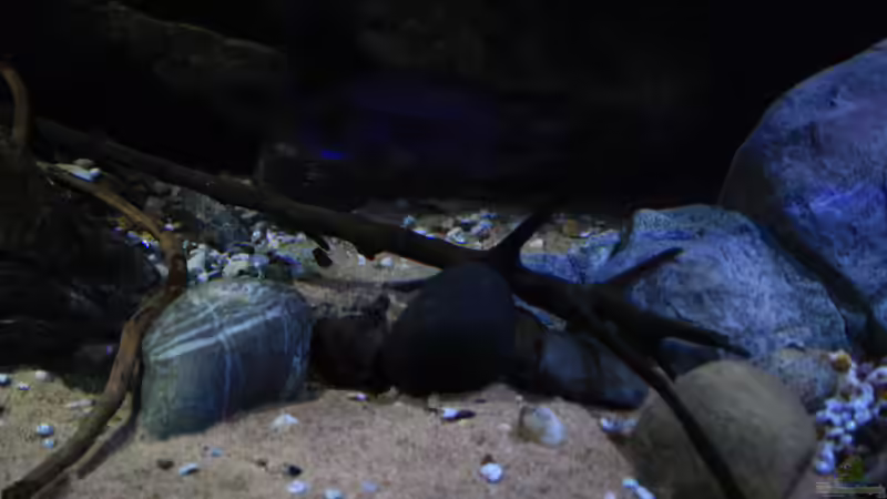 Bodengrund und Deko von Florian Bandhauer (55)