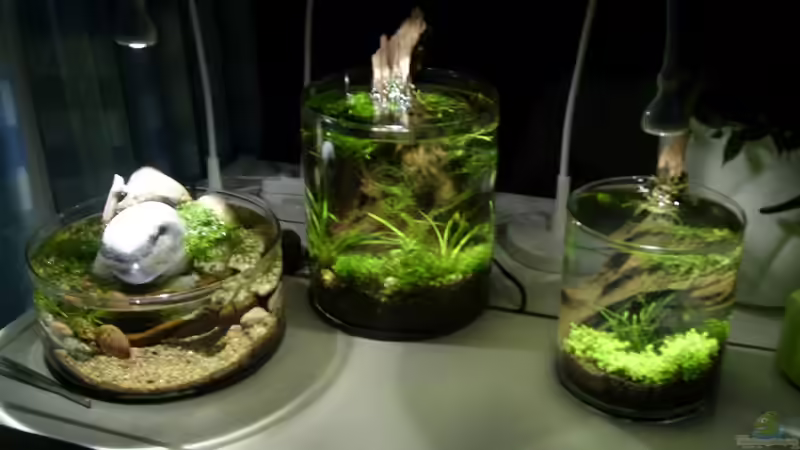 Bodengrund und Düngerversuche von tsmeey (7)