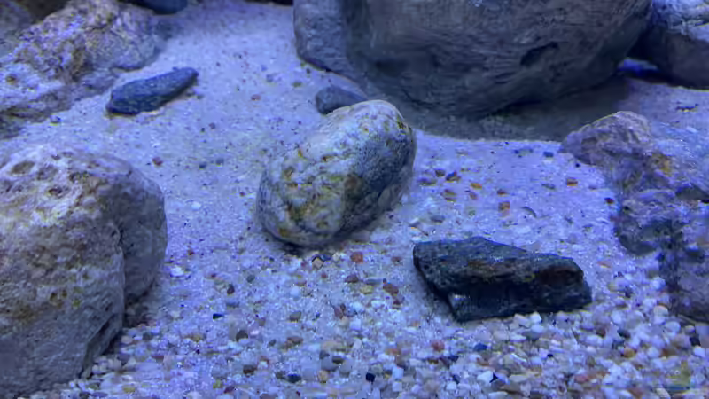 Bodengrund von Jean-Paul Ambord (6)