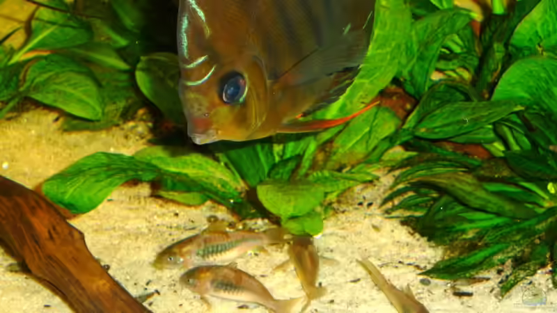 Bodenpersonal unter Aufsicht von carkl (34)