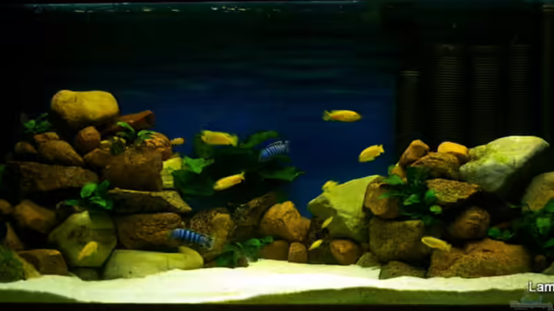 Bodenrund Aquariensand 04 - 1,4 mm und Feldsteine von Hr.Lampe (13)