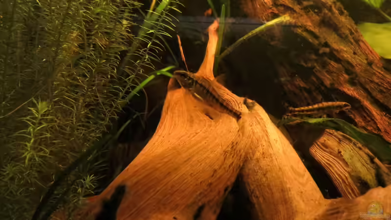 Bodensalmler im Vergleich von Jan S. (32)