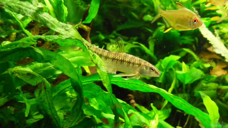 Bodensalmler in Lauerstellung von Bungi (51)